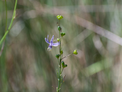 Caesia calliantha