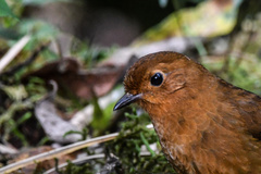 Grallaria saturata