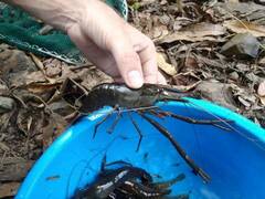 Macrobrachium acanthurus