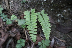 Athyrium anisopterum