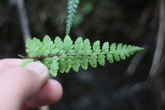 Athyrium anisopterum