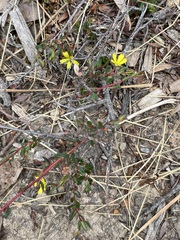 Hibbertia empetrifolia