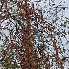 Urocissa flavirostris