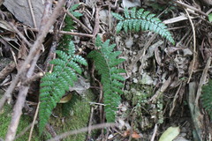 Polystichum piceopaleaceum