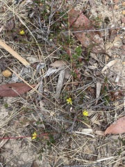 Hibbertia empetrifolia