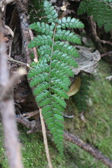 Polystichum piceopaleaceum