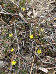Hibbertia empetrifolia