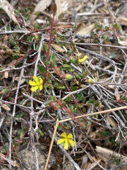 Hibbertia empetrifolia