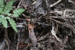 Polystichum piceopaleaceum