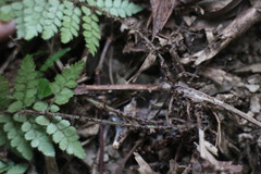 Polystichum piceopaleaceum