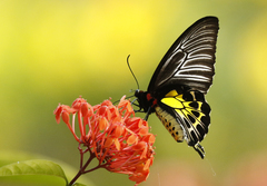 Troides minos