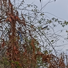 Urocissa flavirostris