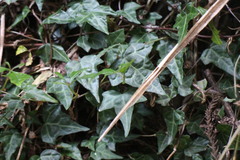 Hedera rhombea