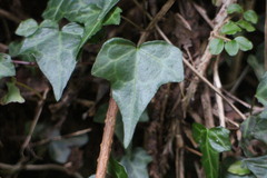 Hedera rhombea