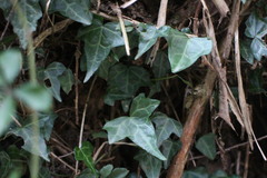 Hedera rhombea