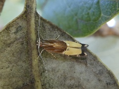 Labdia deliciosella