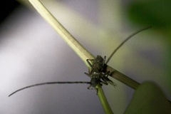 Cerambycoidea