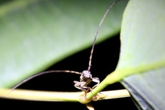Cerambycoidea