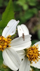 Campiglossa sororcula