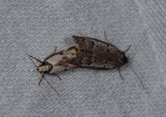 Palimmeces variegata