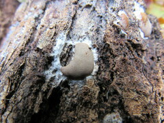 Lycogala flavofuscum