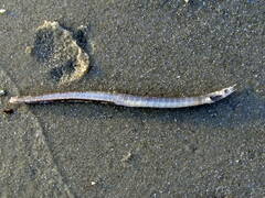 Syngnathus
