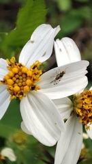 Campiglossa sororcula