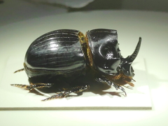 Copris lunaris