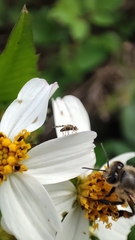 Campiglossa sororcula