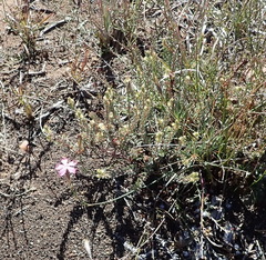 Dianthus bolusii