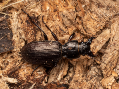 Mecodema sculpturatum
