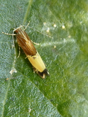 Labdia deliciosella