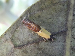 Labdia deliciosella