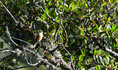 Ochthoeca fumicolor