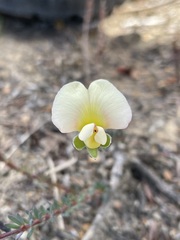 Gompholobium ecostatum