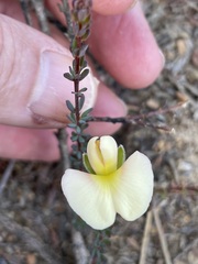 Gompholobium ecostatum
