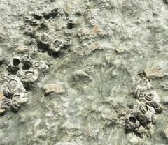 Fistulobalanus