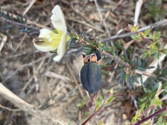 Gompholobium ecostatum
