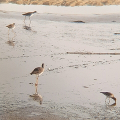 Calidris