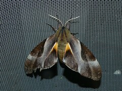 Coequosa triangularis