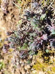 Petrosedum amplexicaule