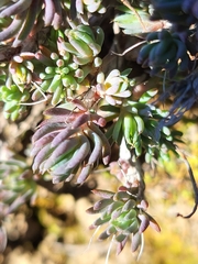 Petrosedum amplexicaule