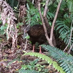 Gallirallus australis