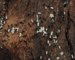 Technomyrmex albipes