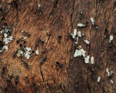 Technomyrmex albipes