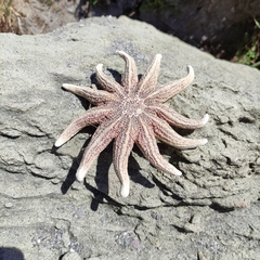 Stichaster australis