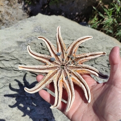 Stichaster australis