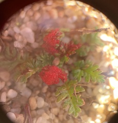 Synchytrium papillatum