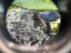 Arrhenia chlorocyanea