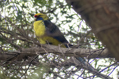 Platycercus caledonicus